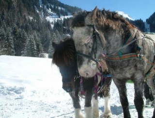  Alojamiento y cría de caballos en Chateau des Pres 